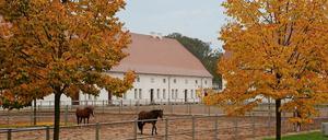 Auf dem Brandenburgischen Landesgestüt in Neustadt/Dosse hatte der Potsdamer eine Coronainfizierte getroffen. (Archivbild)