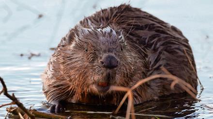 Die Biber vom Petzinsee müssen umziehen. Im Damm sollen sie nicht mehr bauen.