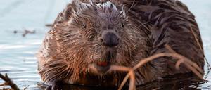 Die Biber vom Petzinsee müssen umziehen. Im Damm sollen sie nicht mehr bauen.