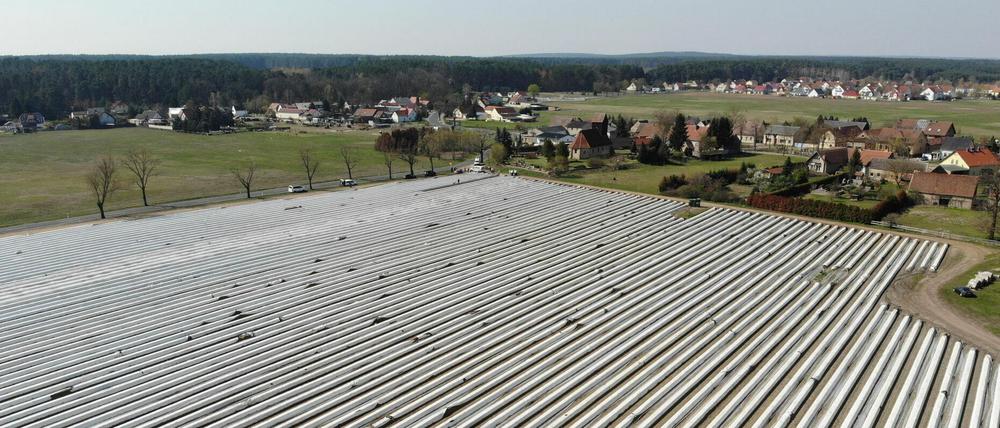 Gut abgedeckt sind die Spargelfelder bei Klaistow. Dort soll in wenigen Tagen geerntet werden.