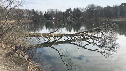 Ein idyllisches Gewässer wie der Kleine Lienewitzsee ist Balsam für die vom Virenstress strapazierten Nerven. 
