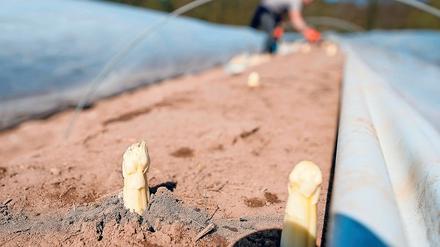 Noch sind nur wenige Spargelstangen erntereif, die Saison beginnt im April. 