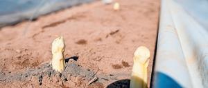 Noch sind nur wenige Spargelstangen erntereif, die Saison beginnt im April. 