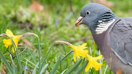 Wem langweilig ist, der kann sich als Nachwuchsforscher bei der Naturschutzjugend nützlich machen - und vielleicht gewinnen.