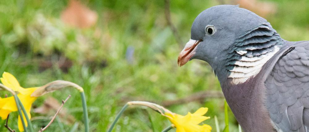 Wem langweilig ist, der kann sich als Nachwuchsforscher bei der Naturschutzjugend nützlich machen - und vielleicht gewinnen.