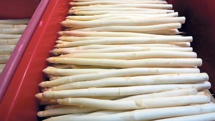 Frisch gestochen. Auch Spargel, wie hier aus Schlunkendorf, ist zu haben.