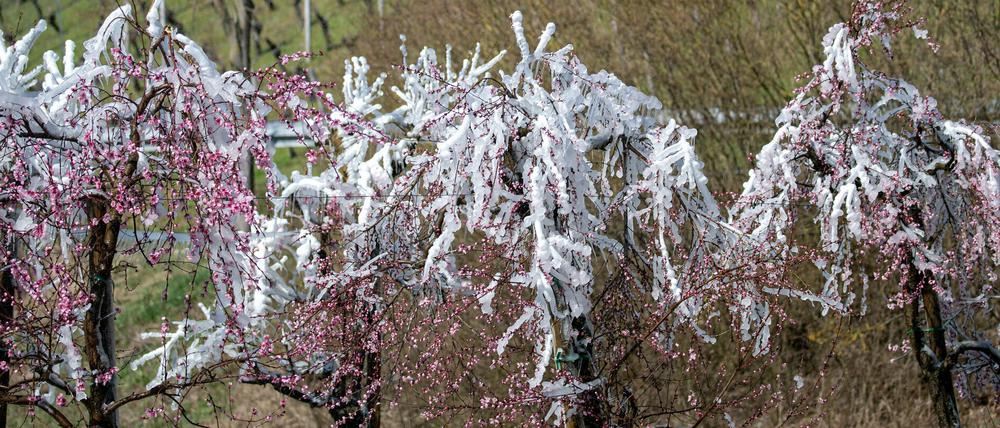 Frostberegnung als Schutz der Blüten funktioniert nur, wenn die Bäume an Spalieren gehalten werden.