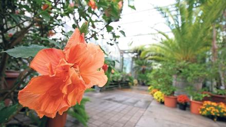 Blühender Roseneibisch (Hibiscus rosa-sinensis) im Verbindungstrakt zwischen den Gewächshäusern.