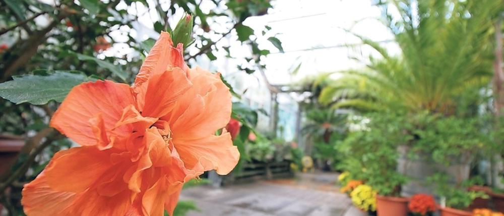 Blühender Roseneibisch (Hibiscus rosa-sinensis) im Verbindungstrakt zwischen den Gewächshäusern.