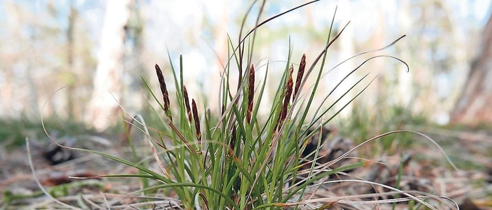 Heimisch. Die Steppen-Segge wächst an den Ufern von Havel und Oder.