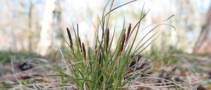 Heimisch. Die Steppen-Segge wächst an den Ufern von Havel und Oder.