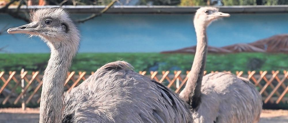 Den Teltower Vogelpark und Streichelzoo gibt es seit fast 30 Jahren, er ist der einzige seiner Art in der Region.