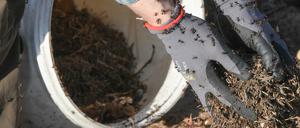 Bei den umgesiedelten Tierchen handelte es sich um die Art Kahlrückige Waldameise.