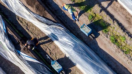 Start in die diesjährige Spargelsaison - in ganz speziellen Zeiten.