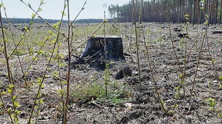 Es grünt. Die Bäume auf der Brandfläche bei Fichtenwalde überleben.
