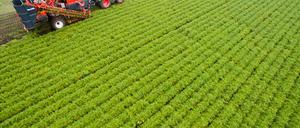 Brandenburg will den Öko-Landbau noch stärker fördern.