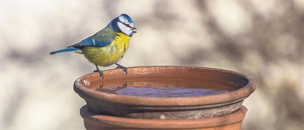Bei der „Stunde der Gartenfreunde“ sollen Vögel gezählt werden. 