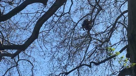Was hier im Baum hängt, ist kein Mensch - sondern ein Spiderman-Luftballon.