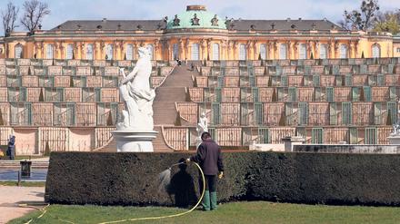Die gegenwärtige Trockenheit setzt Bäumen und Pflanzen zu. 