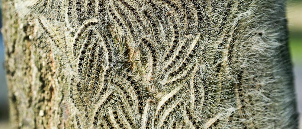 Raupen des Eichenprozessionsspinners auf einem Eichenstamm, aufgenommen am 15. Juni 2012 in Schenkenberg, Brandenburg. 