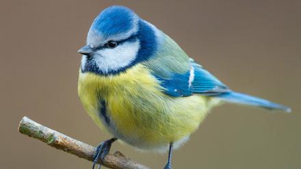 Eine Blaumeise (Cyanistes caeruleus) sitzt in einem Garten auf einem Ast. 