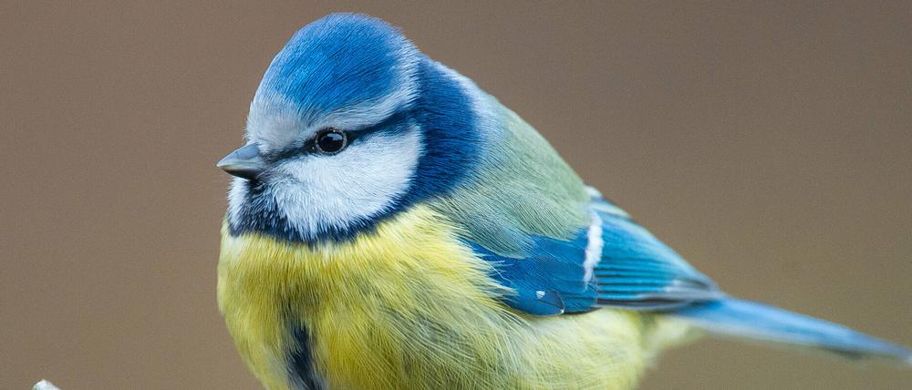 Eine Blaumeise (Cyanistes caeruleus) sitzt in einem Garten auf einem Ast. 