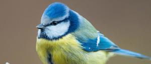 Eine Blaumeise (Cyanistes caeruleus) sitzt in einem Garten auf einem Ast. 