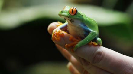 Händchen halten mit dem Frosch geht leider nicht. Zu einem nach Hause kann er trotzdem kommen.