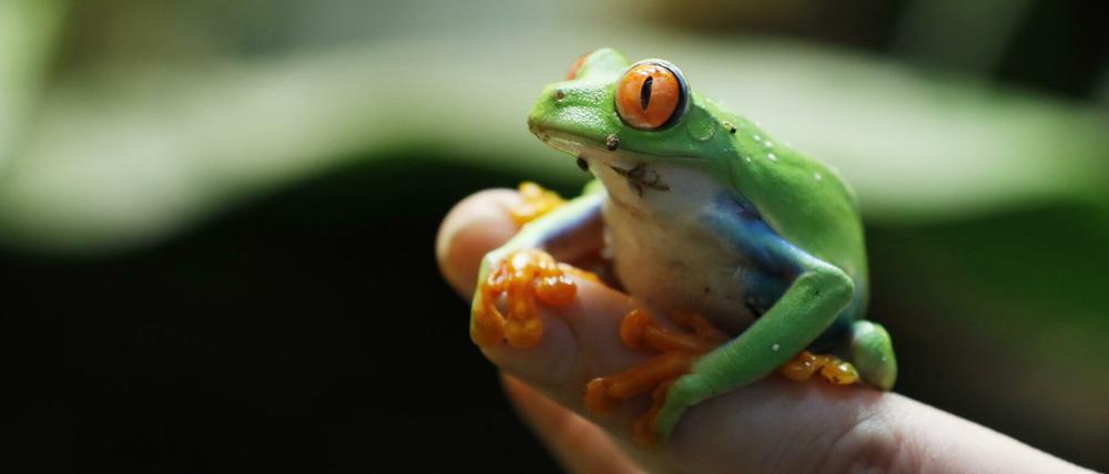 Händchen halten mit dem Frosch geht leider nicht. Zu einem nach Hause kann er trotzdem kommen.