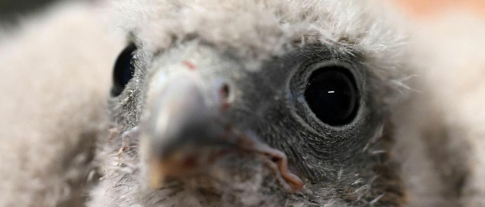 Turmfalken brüten jetzt wieder in Babelsberg.