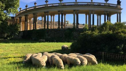 Am Dienstag grasen wieder Schafe im Park Sanssouci.