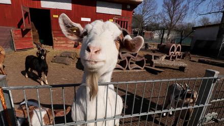 Im Vogelpark Teltow können die Besucher rund 230 Tiere bestaunen und zum Teil auch streicheln und füttern.