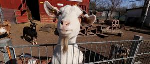 Im Vogelpark Teltow können die Besucher rund 230 Tiere bestaunen und zum Teil auch streicheln und füttern.
