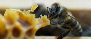 Eine Biene sitzt im Rahmen eines auf dem Gelände der Staatskanzlei stehenden Bienenstocks. 