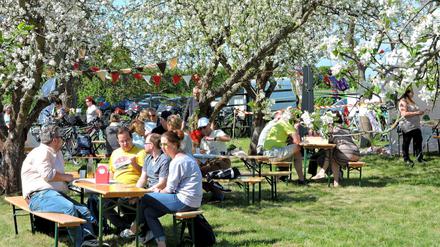 Entspannt die Baumblüten genießen in den Plantagen am Obstpanoramaweg. 
