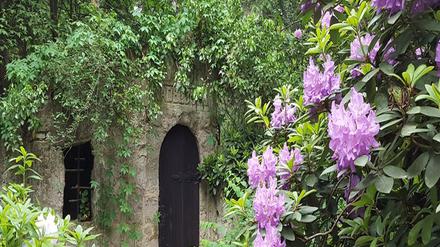 Die Rhododendronblüte gehört mit zu den Höhepunkten auf dem Südwestkirchhof.