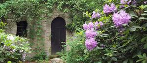 Die Rhododendronblüte gehört mit zu den Höhepunkten auf dem Südwestkirchhof.