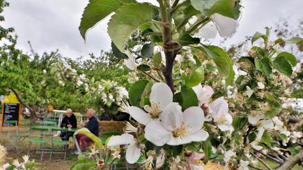 Es soll Wohlfühlatmosphäre herrschen auf dem neuen Baumblütenfest. Der Fokus liegt auf den Gärten und Plantagen. 