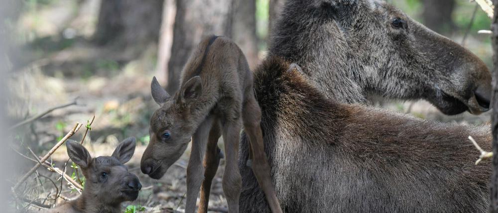 Nach dem Tod der Elch-Zwillinge herrscht im Wildpark große Trauer.