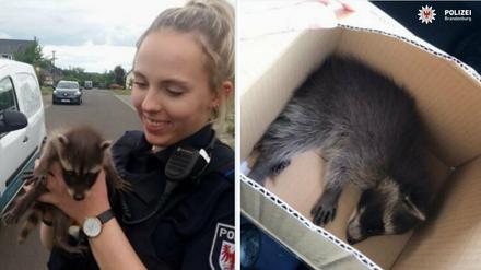 Gerettet: Die Polizei kam den Waschbär-Babys zu Hilfe.