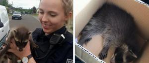 Gerettet: Die Polizei kam den Waschbär-Babys zu Hilfe.