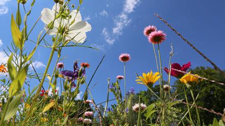 Im Botanischen Garten in Potsdam haben Besucher Pflanzen nicht nur angeschaut, sondern auch mitgenommen (siehe unten).