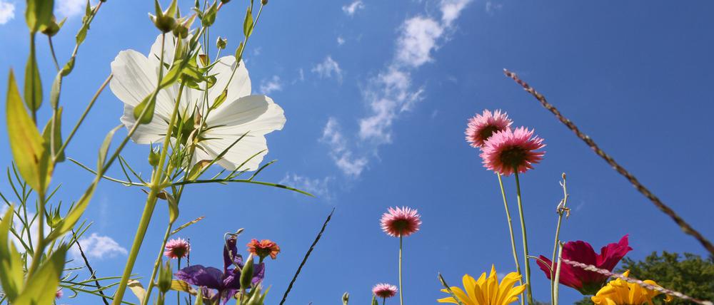 Im Botanischen Garten in Potsdam haben Besucher Pflanzen nicht nur angeschaut, sondern auch mitgenommen (siehe unten).