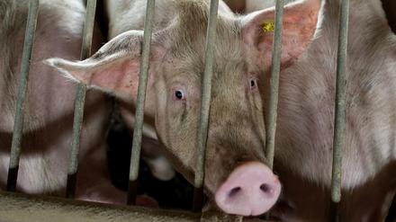 Wegen der Schließungen von Schlachtgroßbetrieben bleibt das Vieh nun länger in den Ställen. 