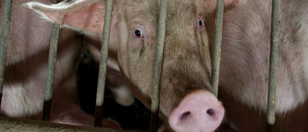 Wegen der Schließungen von Schlachtgroßbetrieben bleibt das Vieh nun länger in den Ställen. 