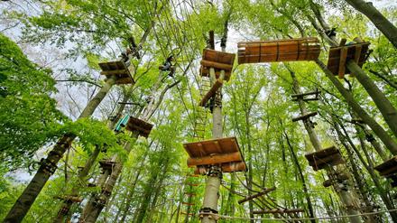 Im AbenteuerPark kann man durch die Baumwipfel des Telegrafenbergs klettern.