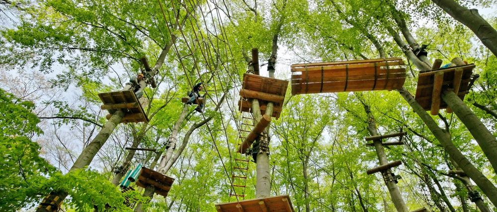 Im AbenteuerPark kann man durch die Baumwipfel des Telegrafenbergs klettern.