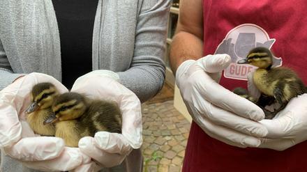 Die Babys der Stockente