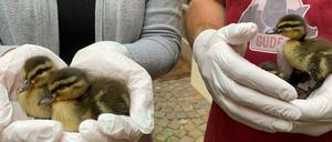 Die Babys der Stockente
