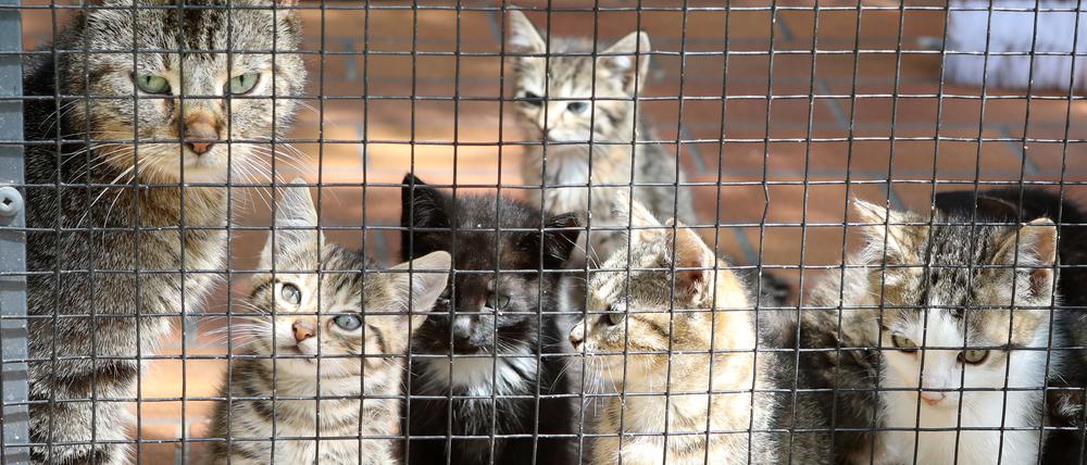 Katzen bei der Tierrettung Potsdam in Geltow.